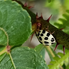 Harmonia eucharis