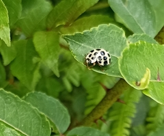 Harmonia eucharis