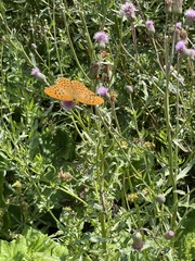 Argynnis paphia