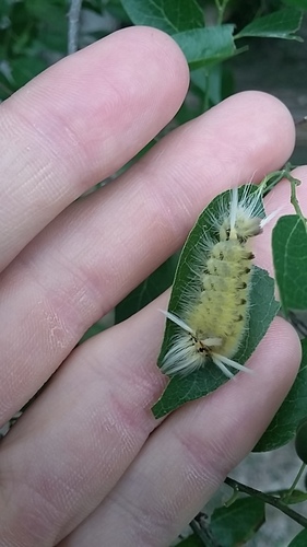 Schaus' Tussock Moth photo 3