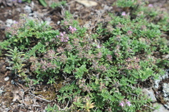 Thymus bashkiriensis
