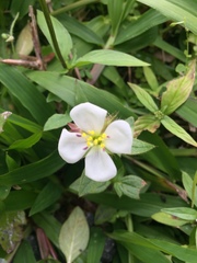 Pterolepis glomerata