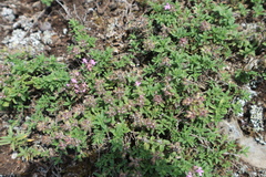 Thymus bashkiriensis