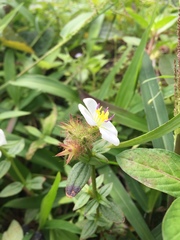 Pterolepis glomerata