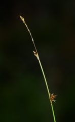 Carex echinata echinata