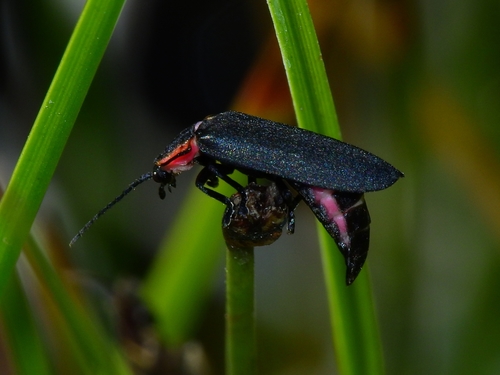 iNaturalist observation photo of California Glowworm