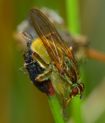 iNaturalist observation photo of Golden Dung Fly