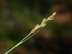 Carex subfusca