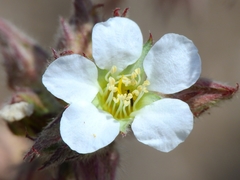 Ivesia sericoleuca