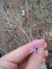 Centaurea stoebe