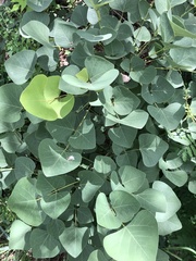 Erythrina flabelliformis