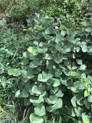Erythrina flabelliformis