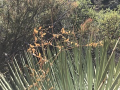 Lathyrus vestitus alefeldii