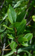 Rhamnus alnifolia