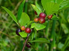 Rhamnus alnifolia