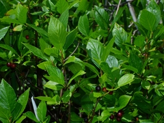 Rhamnus alnifolia