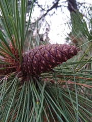 Pinus ponderosa