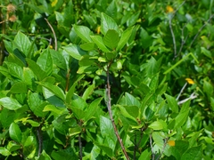 Rhamnus alnifolia