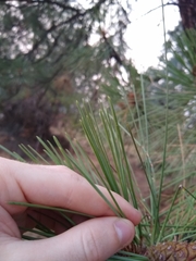 Pinus ponderosa