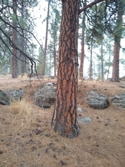 Pinus ponderosa