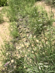 Bouteloua chondrosioides