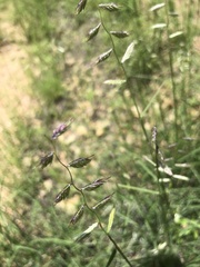 Bouteloua chondrosioides