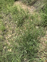 Bouteloua chondrosioides