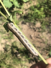 Proserpinus terlooii