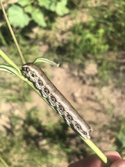 Proserpinus terlooii