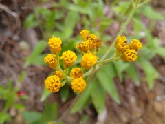 Alloispermum scabrum
