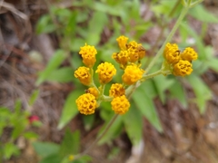 Alloispermum scabrum