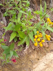 Alloispermum scabrum