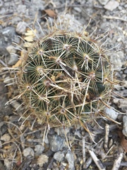 Ancistrocactus scheeri