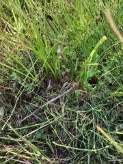 Euphrasia hyperborea