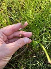 Euphrasia hyperborea
