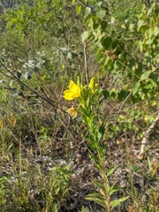 Oenothera biennis