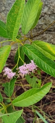 Angiospermae