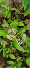 Angiospermae
