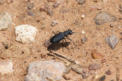 Cicindela nigrocoerulea