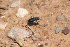 Cicindela nigrocoerulea