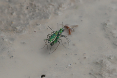 Ellipsoptera marutha
