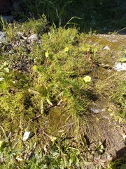 Potentilla multifida
