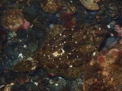 Pleuronichthys coenosus