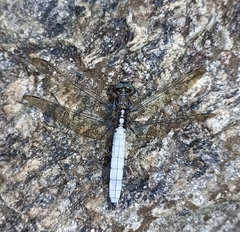 Orthetrum internum