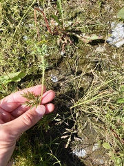 Potentilla multifida