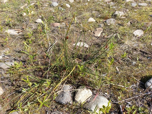 Juncus haenkei iNat (1)