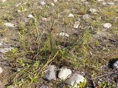 Juncus haenkei