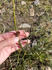 Juncus haenkei