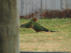 Platycercus icterotis icterotis