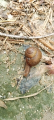 Acusta rhodostoma